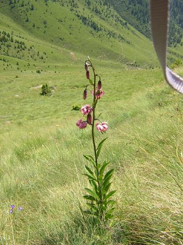 stelle alpine