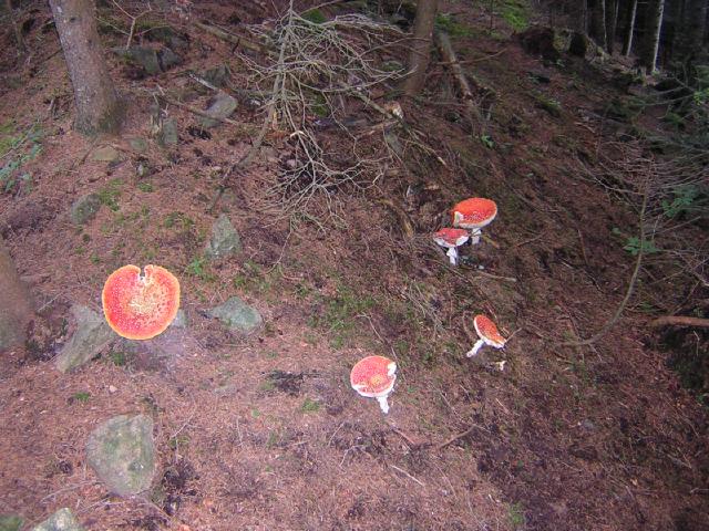 amanita muscaria