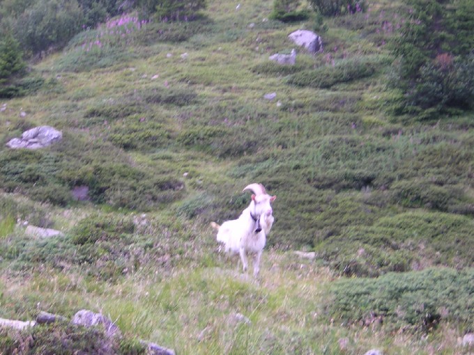 un caprone sopra il lago di Lagorai